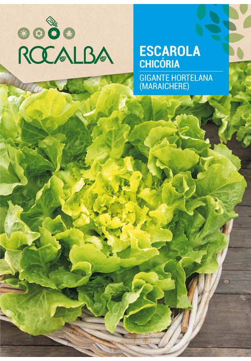 CHICÓRIA GIGANTE HORTELANA