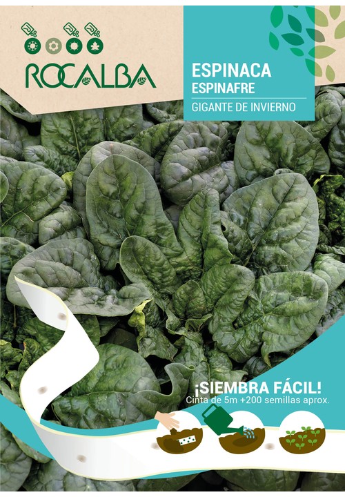 SPINACH GIGANTE DE INVIERNO