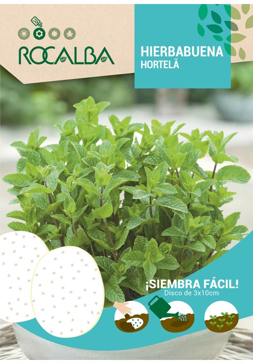 MENTHE