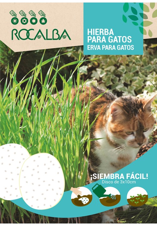 HERBE À CHAT