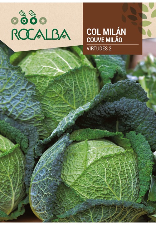 SAVOY CABBAGE VIRTUDES 2