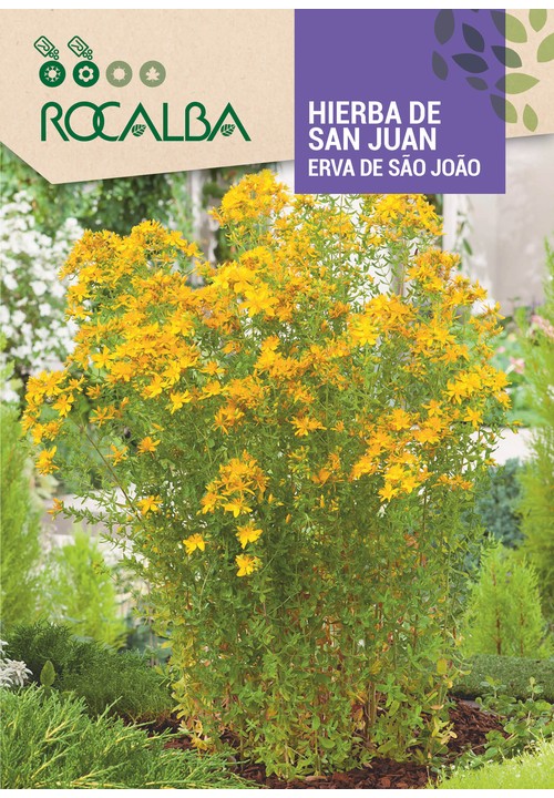 HIERBA DE SAN JUAN