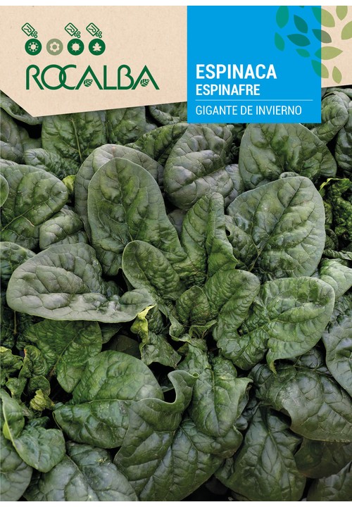 ÉPINARD GIGANTE DE INVIERNO