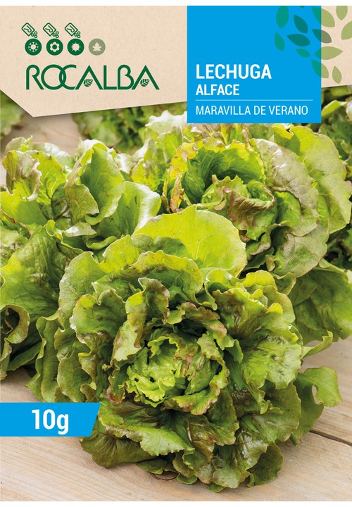 LECHUGA MARAVILLA DE VERANO