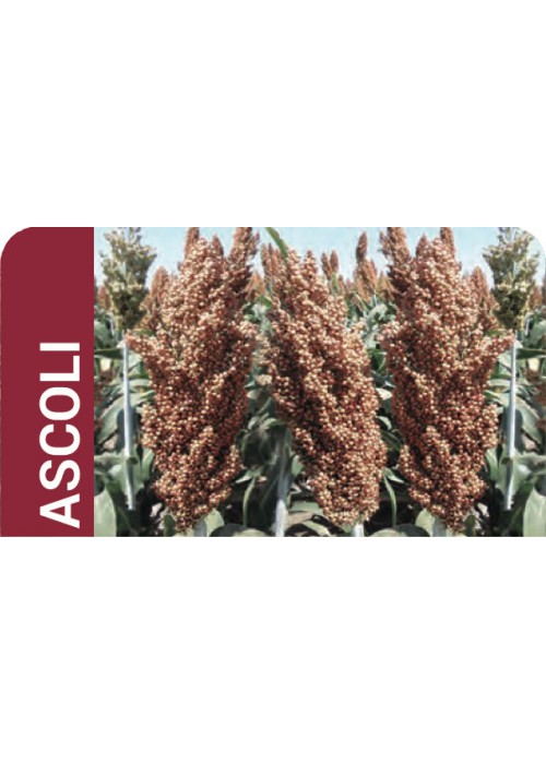 Sorghum grain