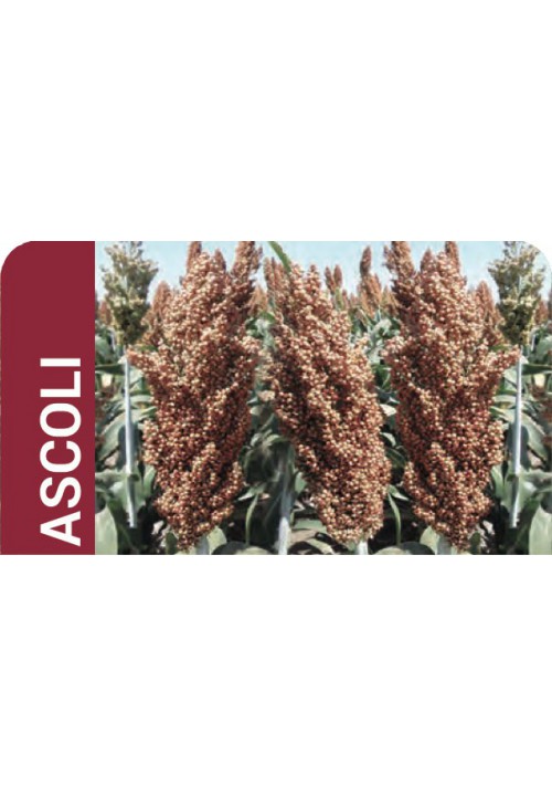 Sorgo gra