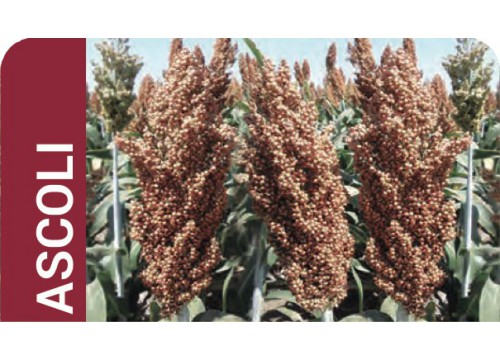 Sorgo gra