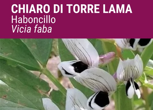 HABONCILLO CHIARO DI TORRE LAMA