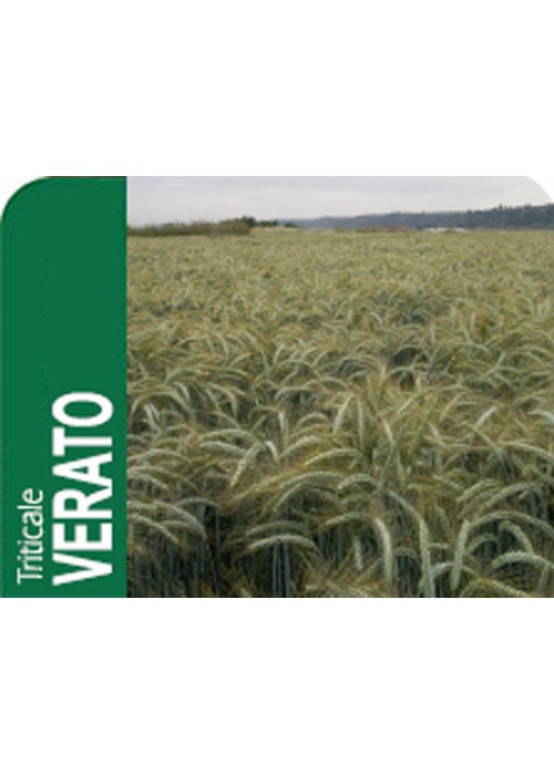 Triticale verato