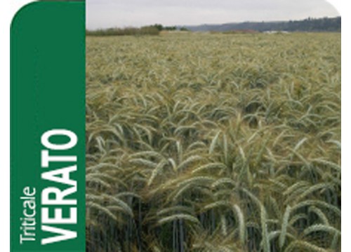 Triticale verato