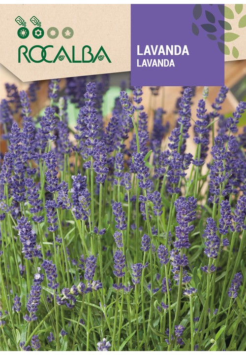 LAVANDA