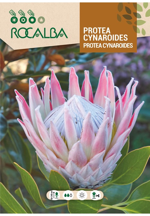PROTEA CYNAROIDES
