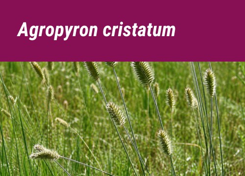 AGROPYRON CRISTATUM