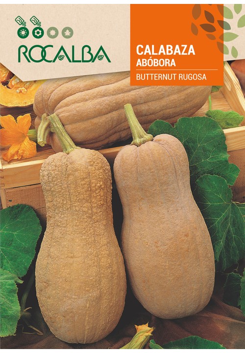 ABÓBORA BUTTERNUT RUGOSA