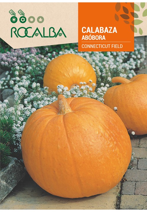 ABÓBORA CONNECTICUT FIELD