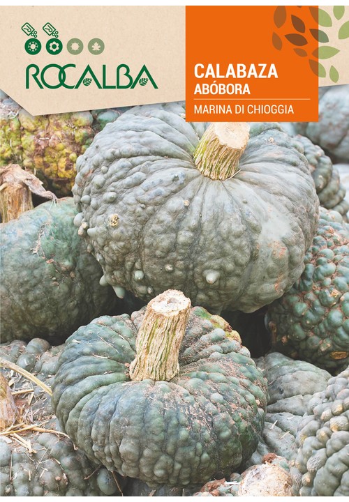 ABÓBORA MARINA DE CHIOGGIA