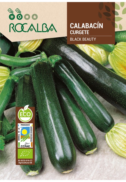 COURGETTE BLACK BEAUTY