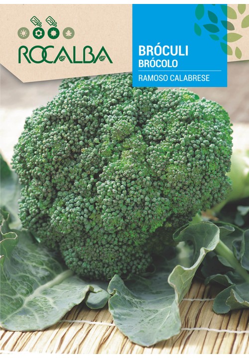 BROCCOLI RAMOSO CALABRESE