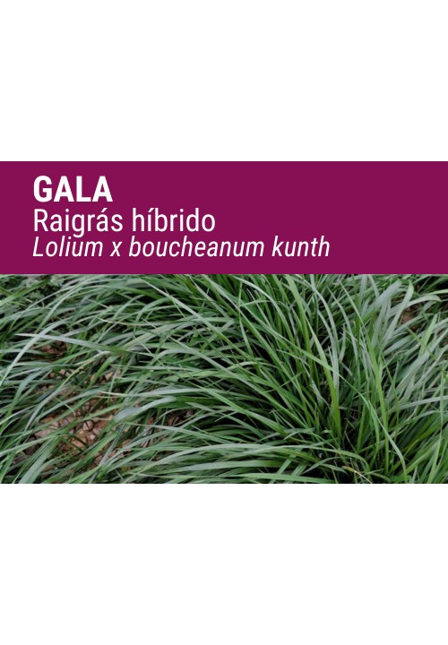 RAIGRÁS HÍBRIDO GALA