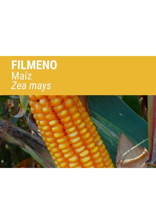 MAÍZ FILMENO