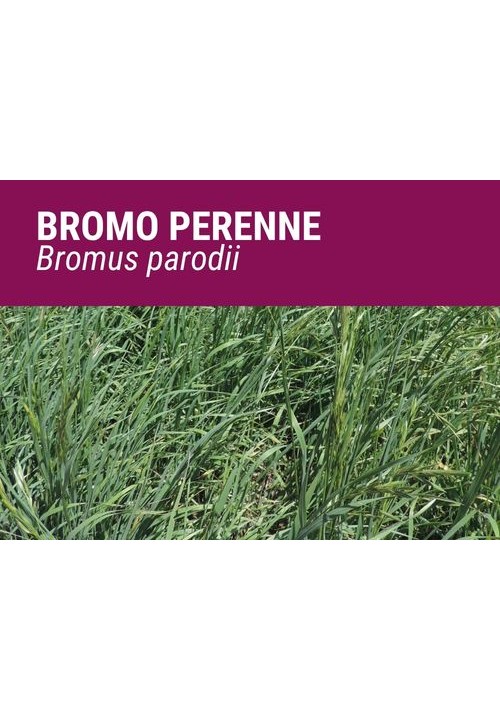 BROMUS PERENNE