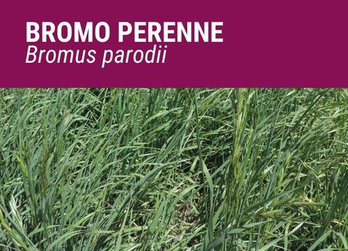 BROMUS PERENNE