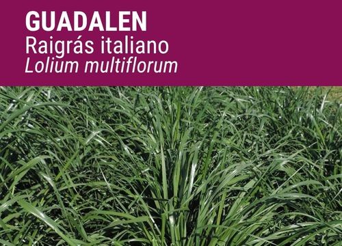 RAIGRÁS ITALIANO GUADALEN