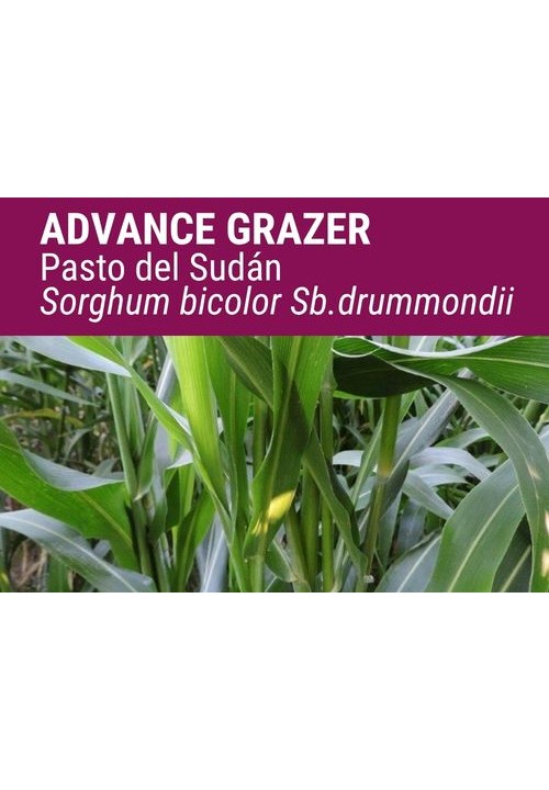 SORGO X PASTO DEL SUDÁN ADVANCE GRAZER