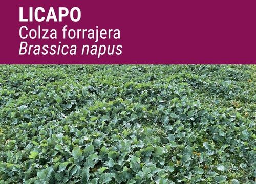 COLZA FORRAJERA LICAPO