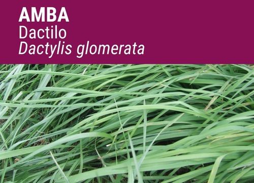 DACTYLO GLOMERATA AMBA