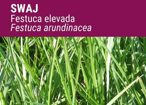 Festuca Swaj