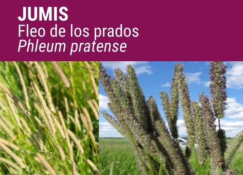 FLEO DE LOS PRADOS ALMA