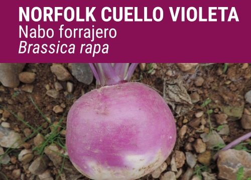 TURNIP REDONDO NORFOLK C/VIOLETA
