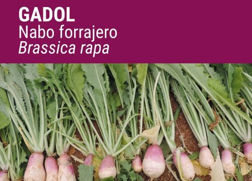 NABO GADOL
