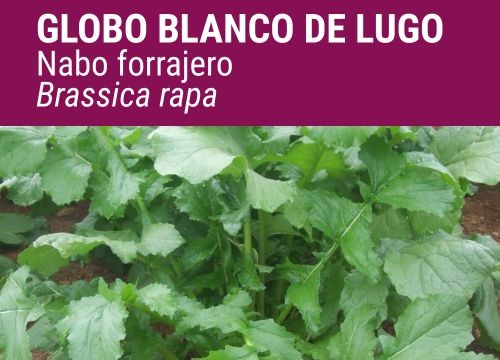 NABO FORRAJERO GLOBO BLANCO DE LUGO