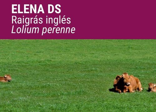 ENGLISH RAY GRASS ELENA DS