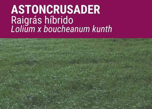RAIGRÁS híbrido ASTONCRUSADER