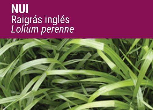 RAIGRÁS INGLÉS NUI