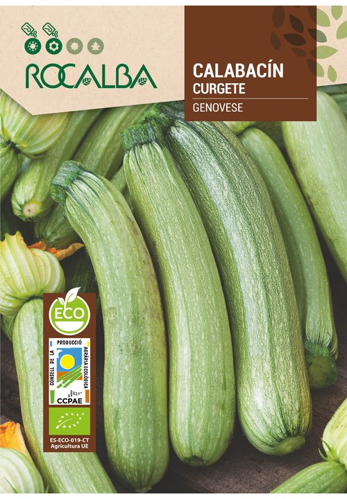 COURGETTE GENOVESE