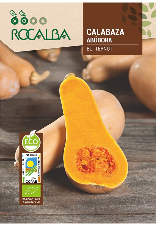 COURGE BUTTERNUT