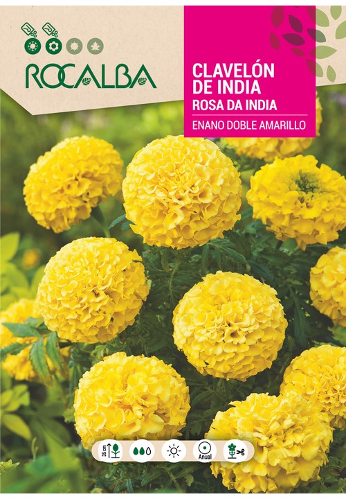 CLAVELÓN ROSA DE INDIA ENANO DOBLE AMARILLO