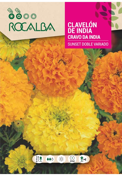 CLAVELÓN DE INDIA SUNSET DOBLE GRANDE VARIADO