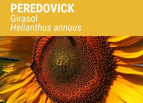 GIRASOL PEREDOVICK