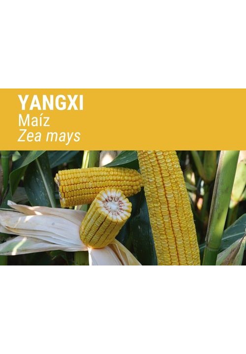 MAÍZ YANGXI