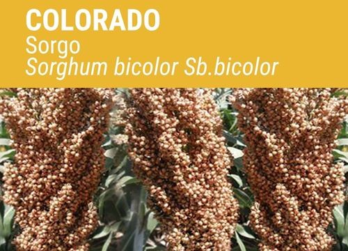 SORGO COLORADO