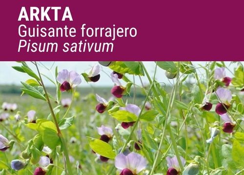 GUISANTE FORRAJERO ARKTA