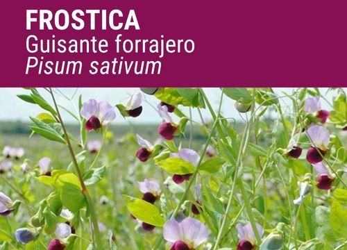 GUISANTE FORRAJERO FROSTICA