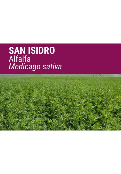 ALFALFA SAN ISIDRO