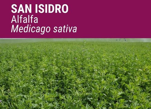 ALFALFA SAN ISIDRO
