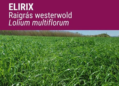 RAIGRÁS WESTERWOLD ELIRIX